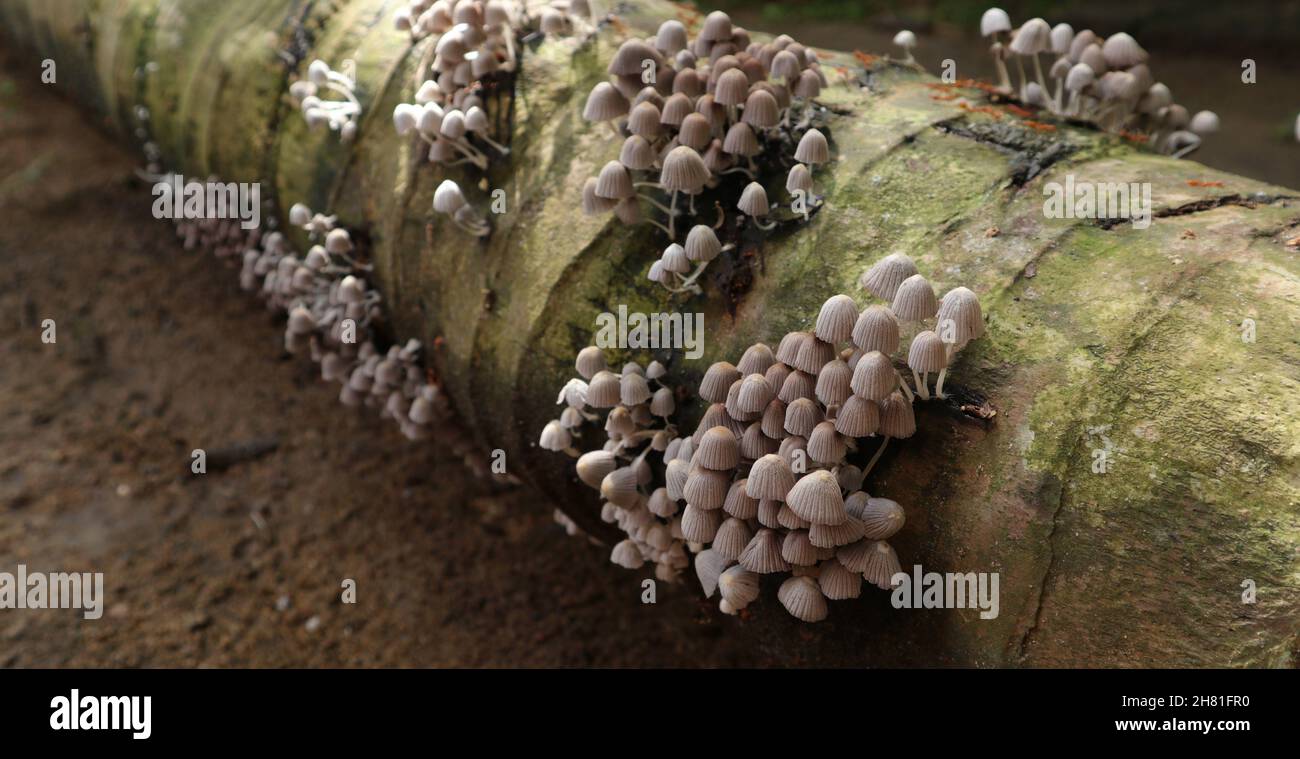 Accent sélectif sur un groupe de champignons sur la fleur de colonie de champignons à la surface d'un tronc de cocotier mort Banque D'Images