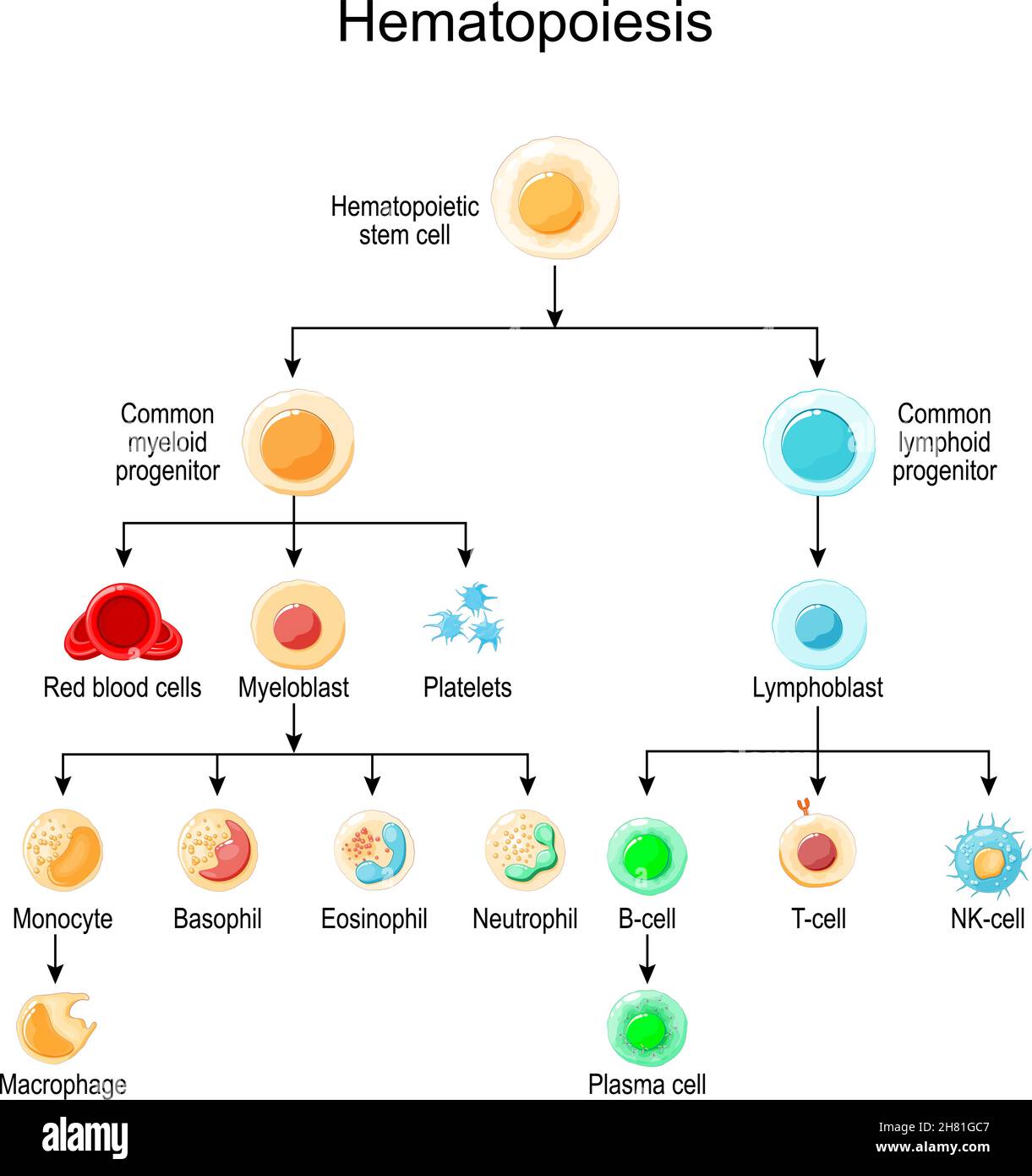 Hématopoïèse. Développement de différentes cellules sanguines, des cellules souches hématopoïétiques aux globules rouges et aux globules blancs, plaquettes et lymphocytes Illustration de Vecteur