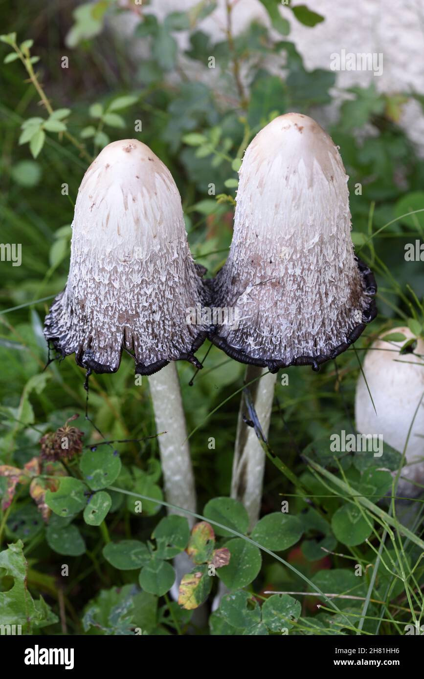 Paire ou couple de champignons ou champignons Shaggy Inkcap ou Shaggy Ink Cap, Coprinus comatus, ou cochon d'avocat ou Shaggy Mane Banque D'Images