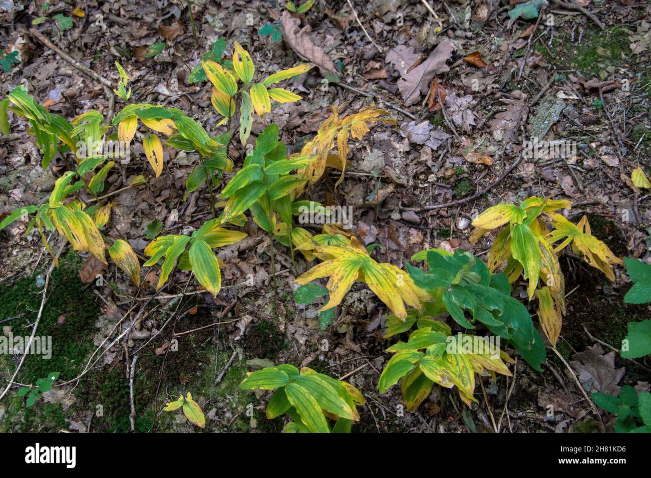 Wald in bunten wamen Farben alles ist ruhig und STILL Banque D'Images