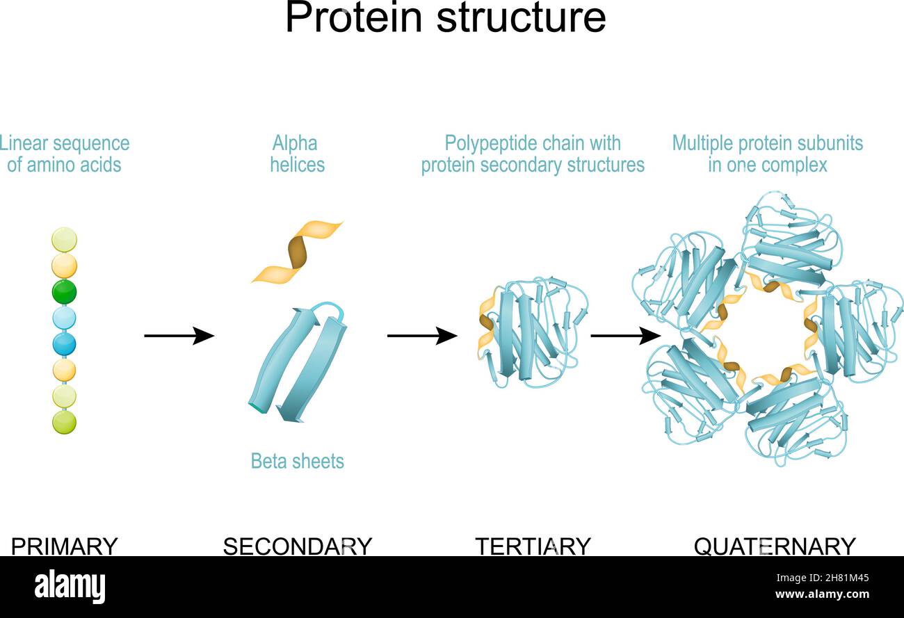 Structure protéique.De la séquence linéaire des acides aminés, des hélices alpha et de la séquence linéaire à la chaîne polypeptidique et aux sous-unités protéiques multiples dans un co Illustration de Vecteur