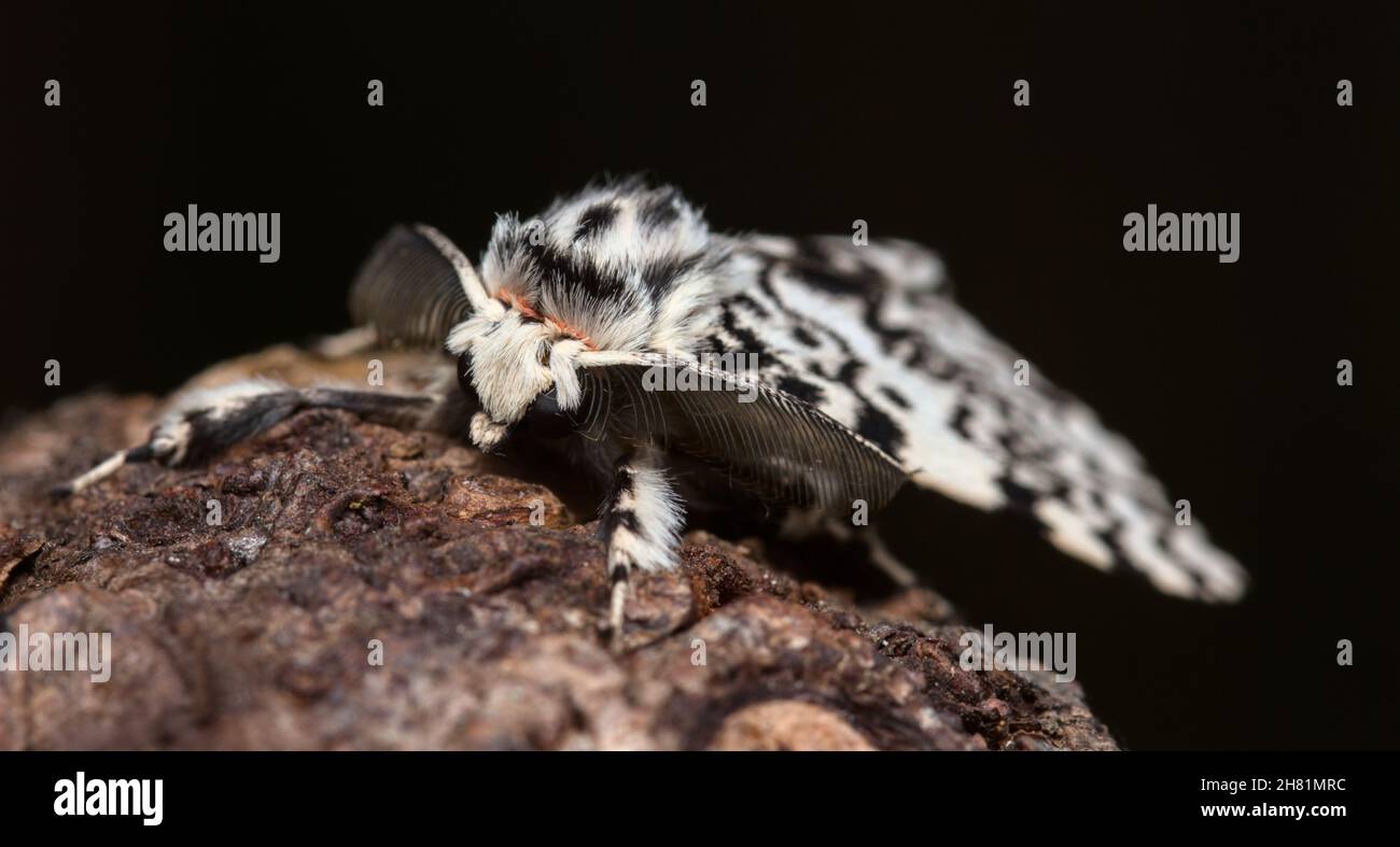 Photo d'Une Moth des Arches noires, Lymantria monacha, reposant sur Un Log montrant les grandes antennes du Royaume-Uni Banque D'Images