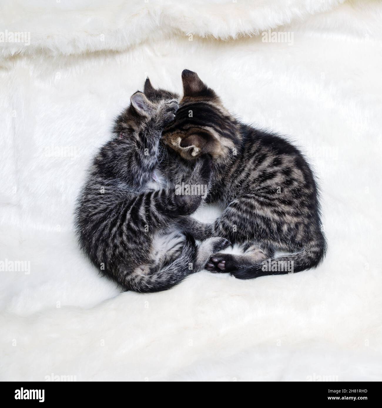 Deux chatons en tabby sur une couverture blanche en fourrure. Banque D'Images