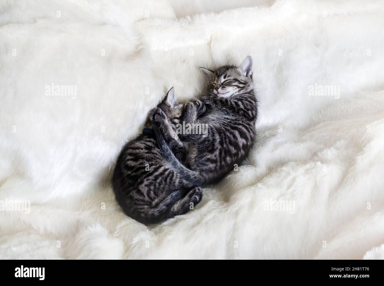 Deux jolis chatons en tabby dormant sur une couverture en fourrure douce. Banque D'Images