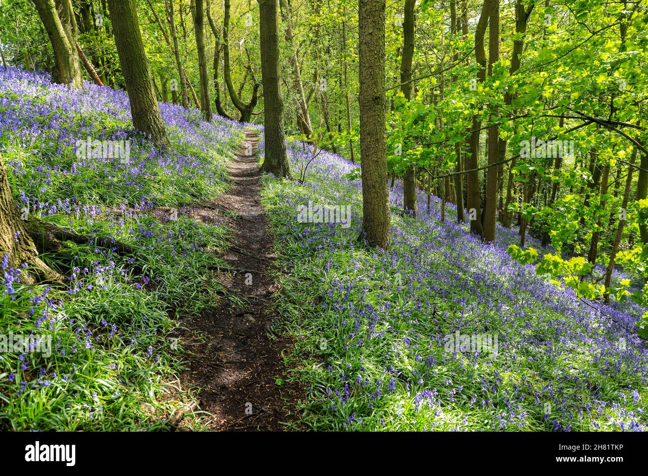 Un chemin à travers un bois de Bluebell anglais au printemps avec les feuilles sur les arbres qui viennent de sortir, Staffordshire, Angleterre, Royaume-Uni Banque D'Images