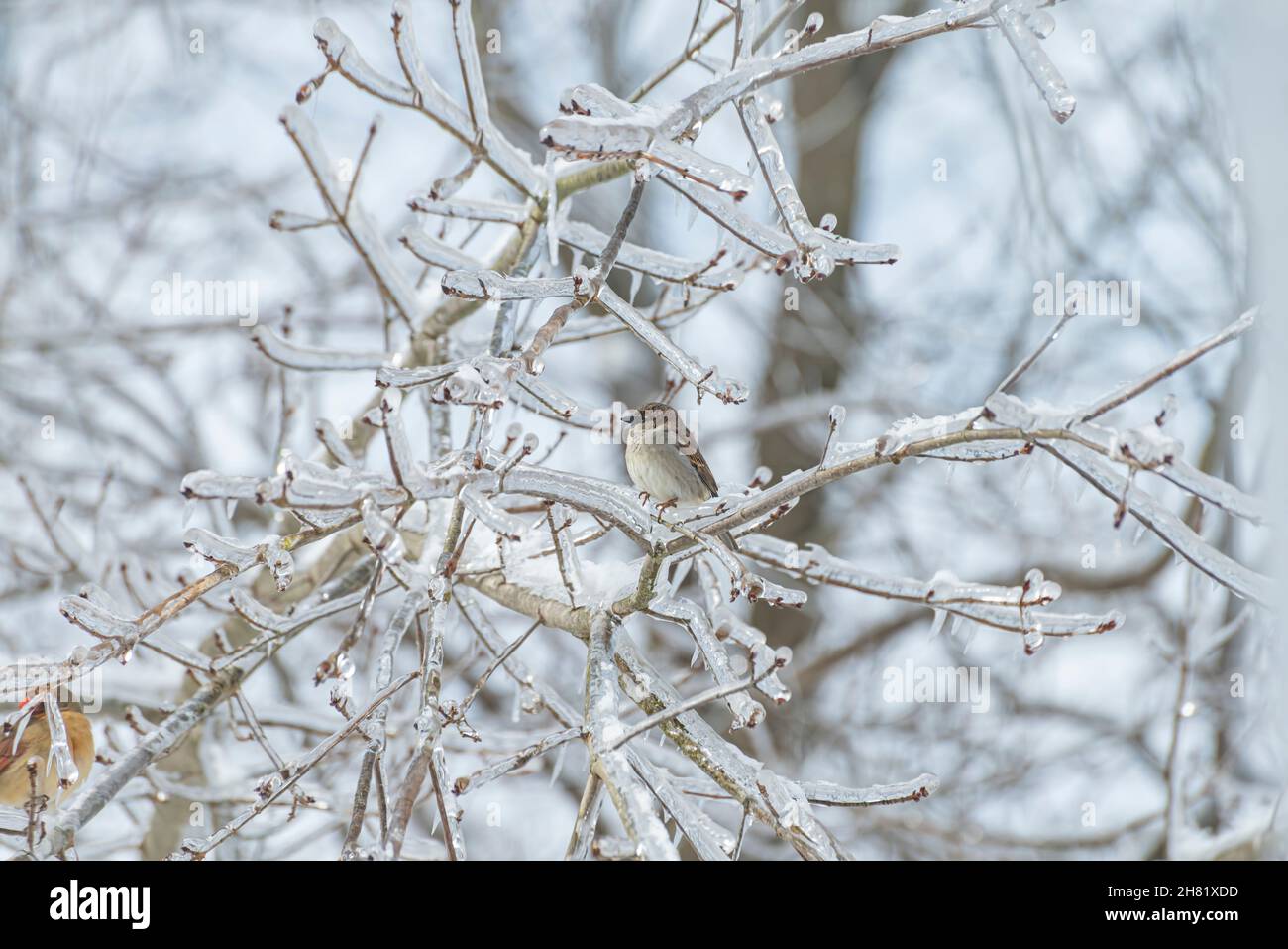 Oiseau de geai bleu (Cyanocitta cristata) perché sur une branche d'arbre glacée en hiver Banque D'Images