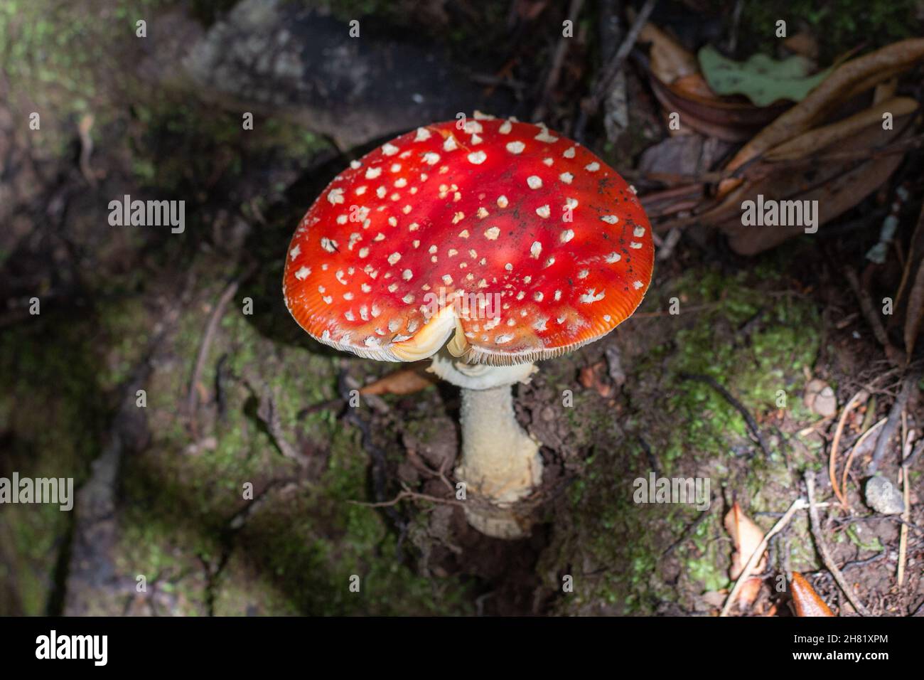 Champignons Amanita muscaria Mushroom, commun mais toxique, croissant en Zealandia Banque D'Images