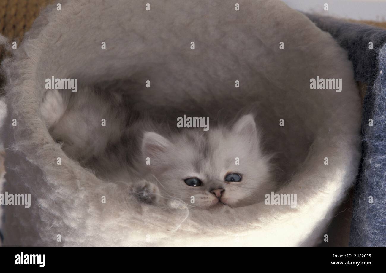 chaton perse blanc dans le lit Banque D'Images