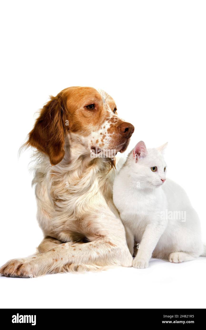 Chien Bouledogue anglais (cannelle) Couleur blanc avec un chat domestique contre fond blanc Banque D'Images