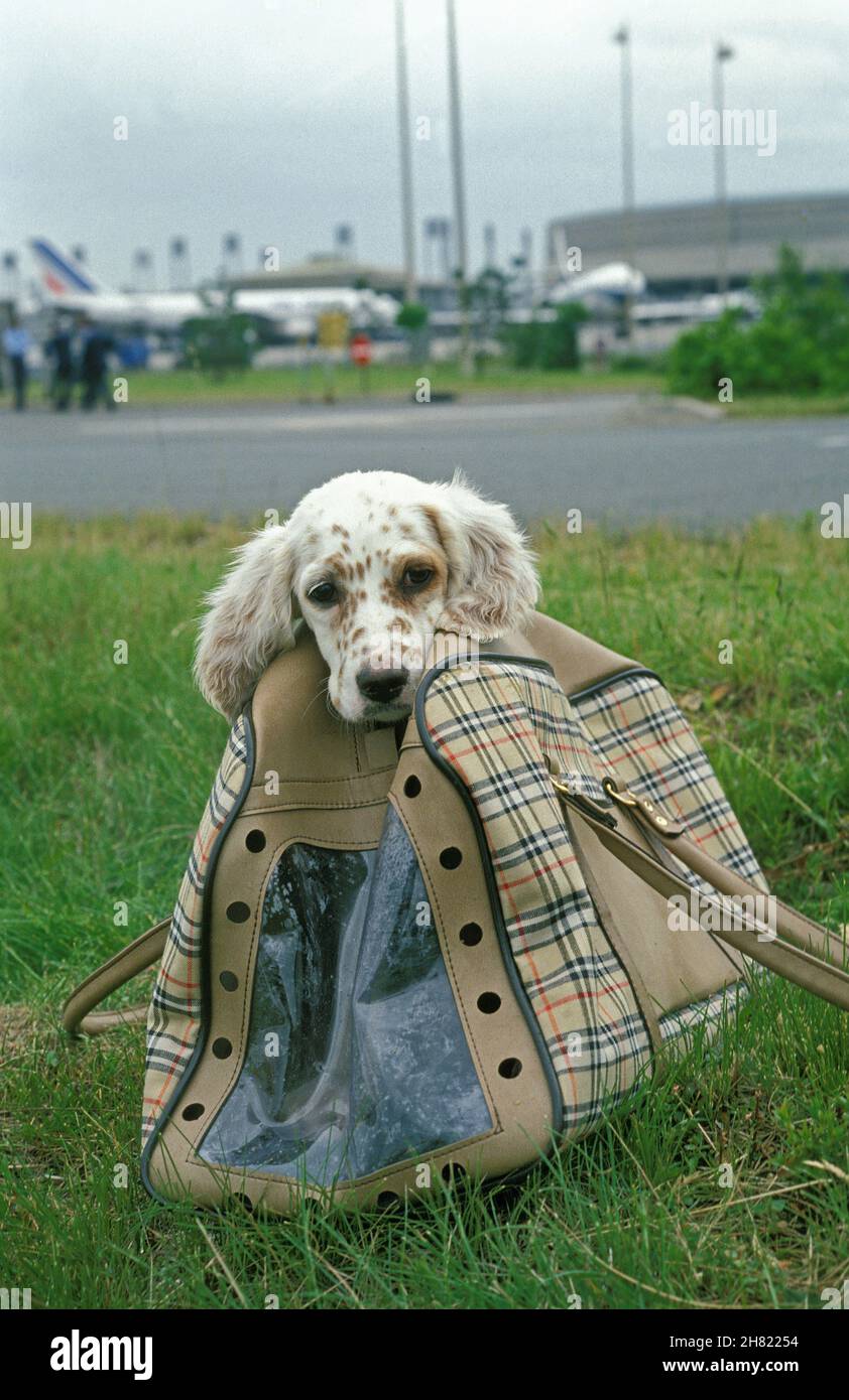 Chien dans un sac de transport à l'aéroport. Banque D'Images