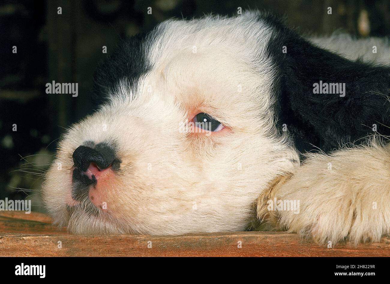 Sheepdog Inglês Velho Recém-nascido Foto de Stock - Imagem de