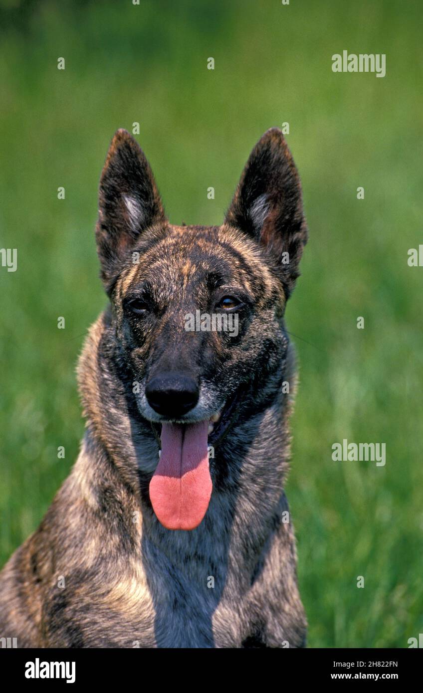 CHIEN DE BERGER HOLLANDAIS, PORTRAIT D'UN ADULTE AVEC LANGUE SORTIE Banque D'Images