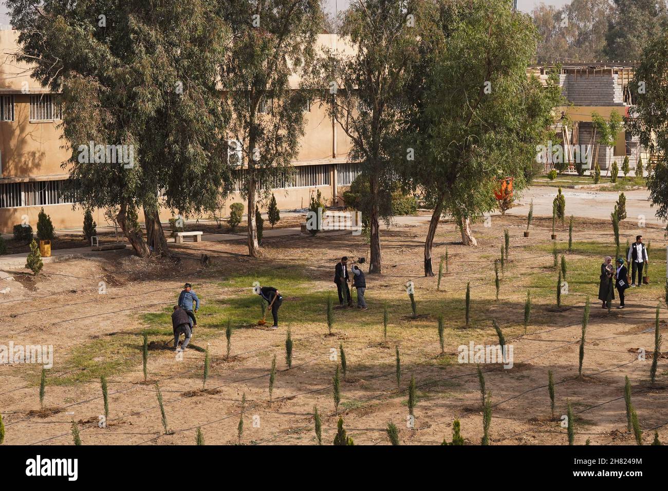 Vue générale des arbres plantés sur le campus de l'Université technique du Nord.des volontaires iraquiens de la Fondation Mosul Eye ont commencé à planter des milliers d'arbres dans la ville ravagée par la guerre de Mosul, dans le but d'écologiser Mosul et de lutter contre la désertification, ils ont planté les 300 premiers arbres d'acacia,le cyprès et le citron dans le sol dans un projet vise à planter 5,000 arbres dans toute la ville de Mossoul, dans le nord du pays, qui souffre encore de la destruction et de la dévastation causées par la guerre contre l'EI.(Photo d'Ismael Adnan/SOPA Images/Sipa USA) Banque D'Images