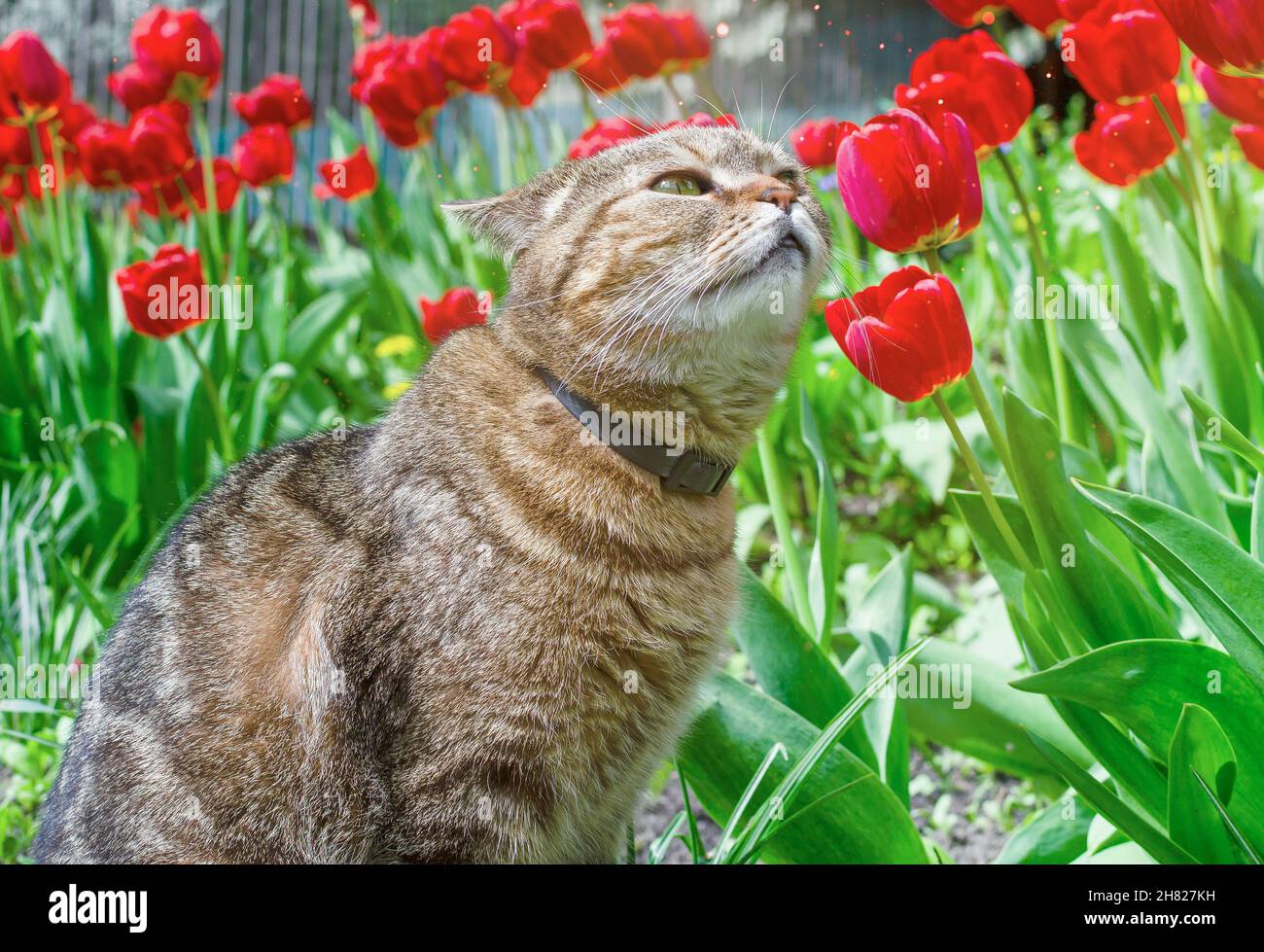 mignon chat renifler des fleurs de tulipe, un après-midi chaud, gros plan Banque D'Images