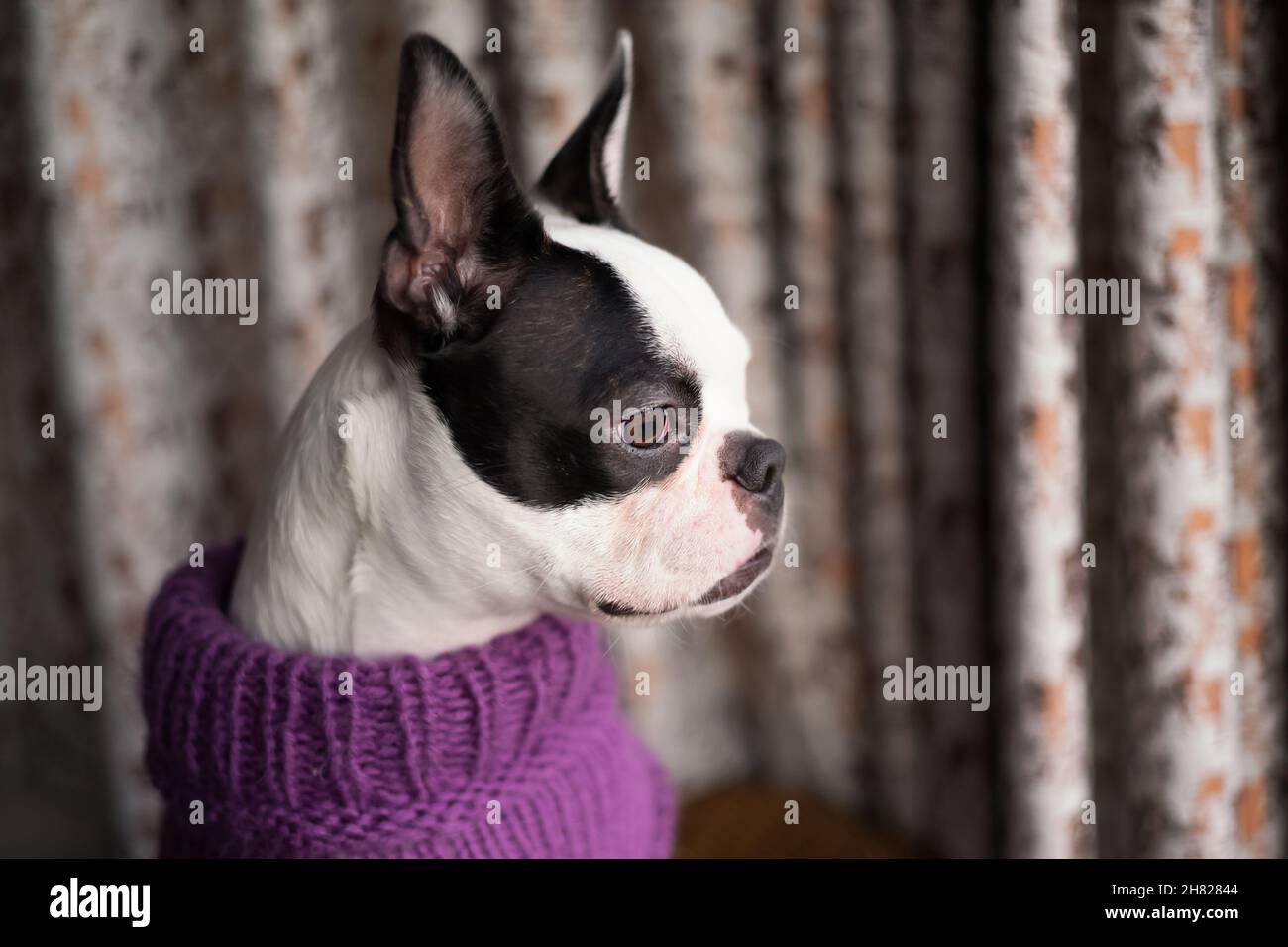 Chiot Boston Terrier portant un pull en laine mauve.Le chien est à la tête d'une fenêtre il y a des rideaux derrière elle.Sa tête est en profil. Banque D'Images