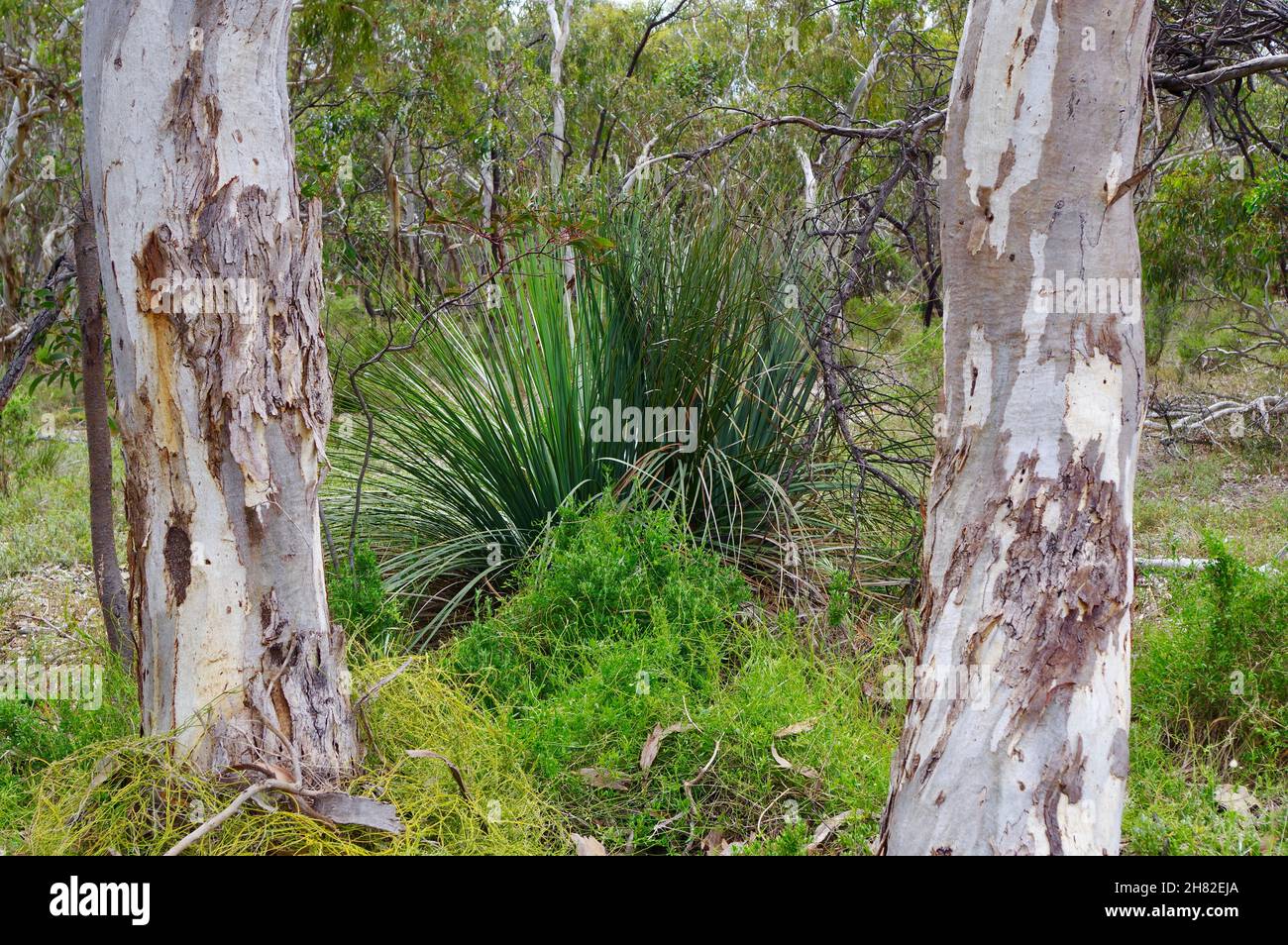 Aldinga Beach Scrub conservation Reserve Australie méridionale Banque D'Images