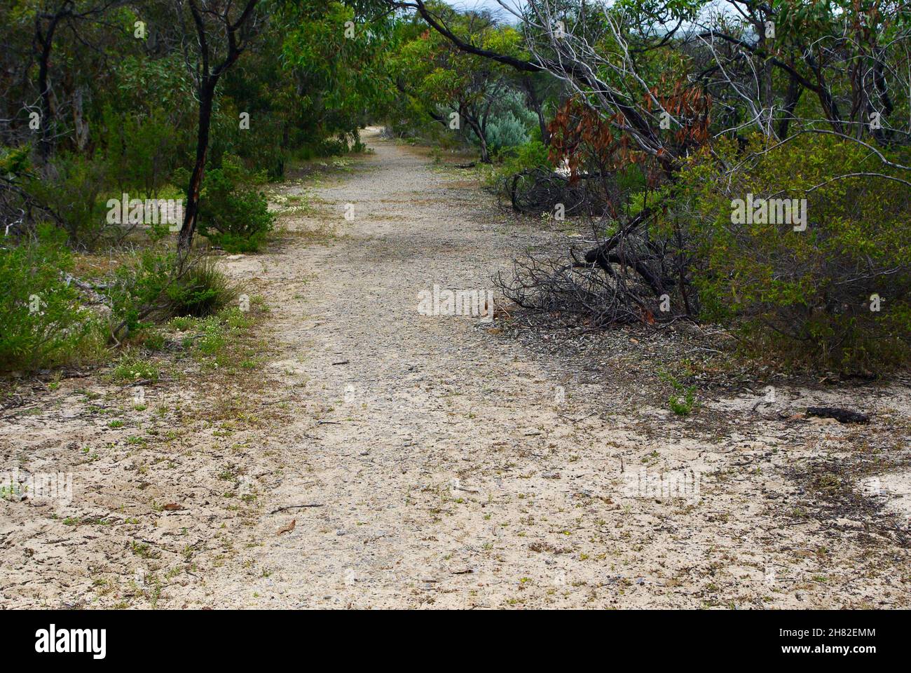 Aldinga Scrub conservation Park Australie méridionale Banque D'Images