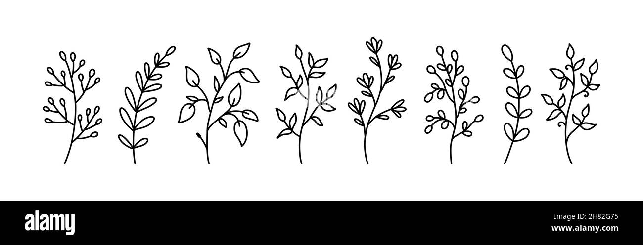 Gribouillages fleuris botaniques isolés sur fond blanc.Ensemble de branches abstraites avec des feuilles de formes différentes.Illustration vectorielle dessinée à la main.Parfait pour les cartes, invitations, décorations. Illustration de Vecteur
