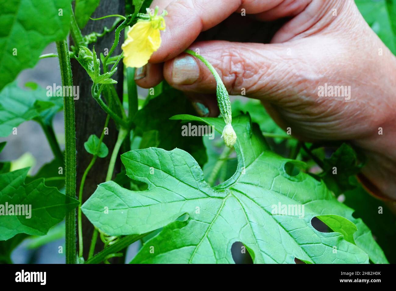 La corolle aka karela a un goût amer mais bon pour la santé. Femme âgée montrant un bourgeon de fleurs de Corolla dans son jardin. Howrah, Bengale-Occidental, Inde Banque D'Images