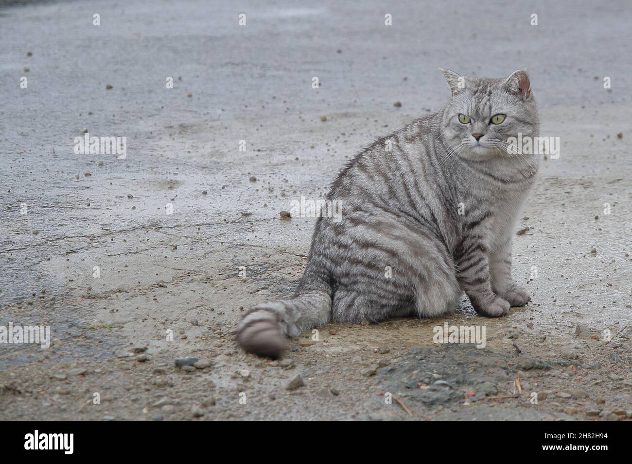 un chat gris en colère avec un visage frais Banque D'Images