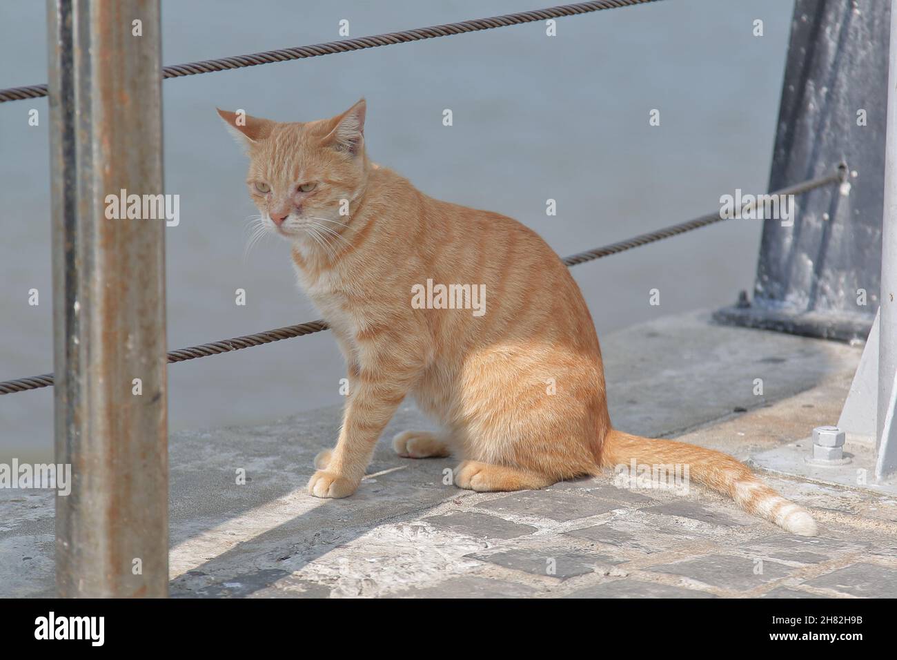 un joli repose-chat en plein air Banque D'Images