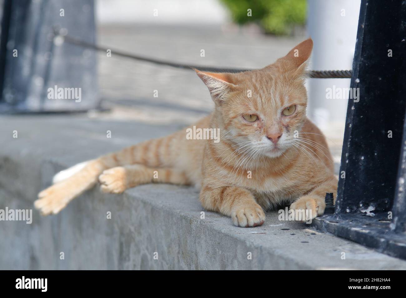 un joli repose-chat en plein air Banque D'Images