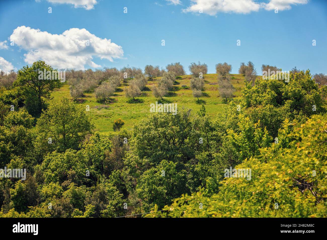 Plantation d'olives sur la colline, par une journée ensoleillée au printemps.Toscane, Italie Banque D'Images