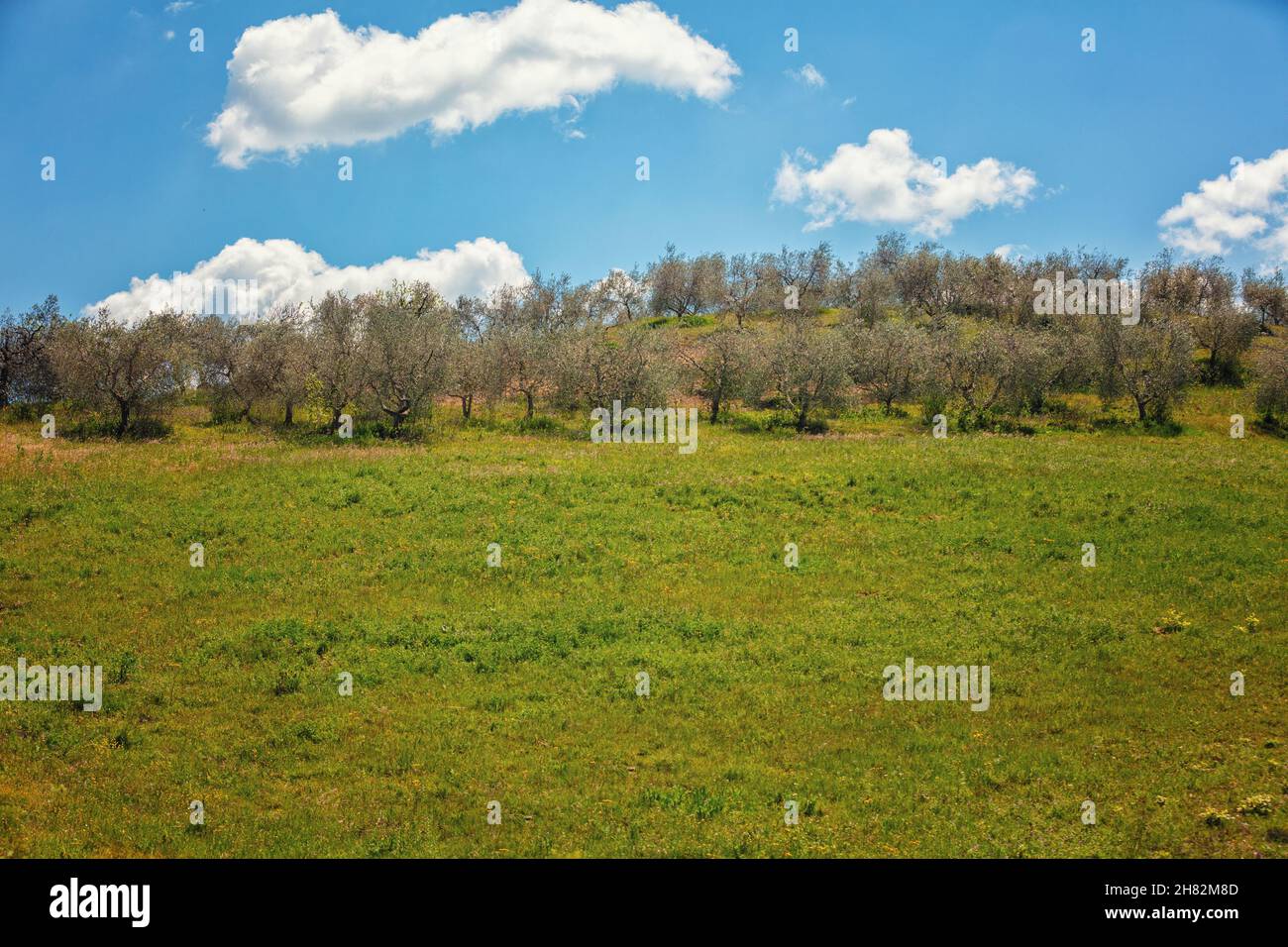 Plantation d'olives sur la colline, par une journée ensoleillée au printemps.Toscane, Italie Banque D'Images