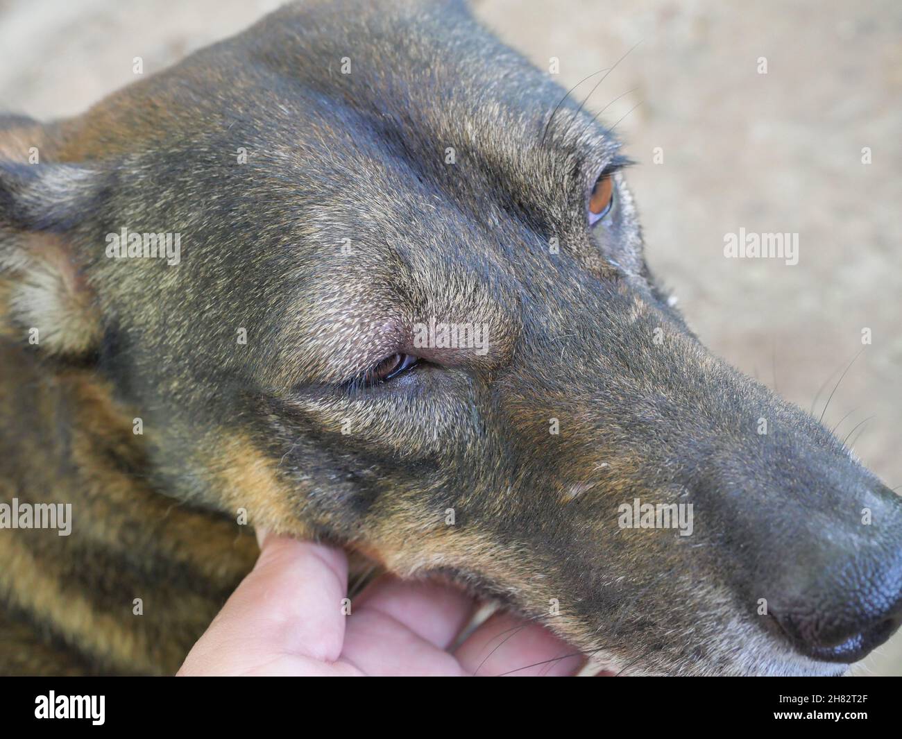 Plaie infectée chien Banque de photographies et d’images à haute résolution Alamy