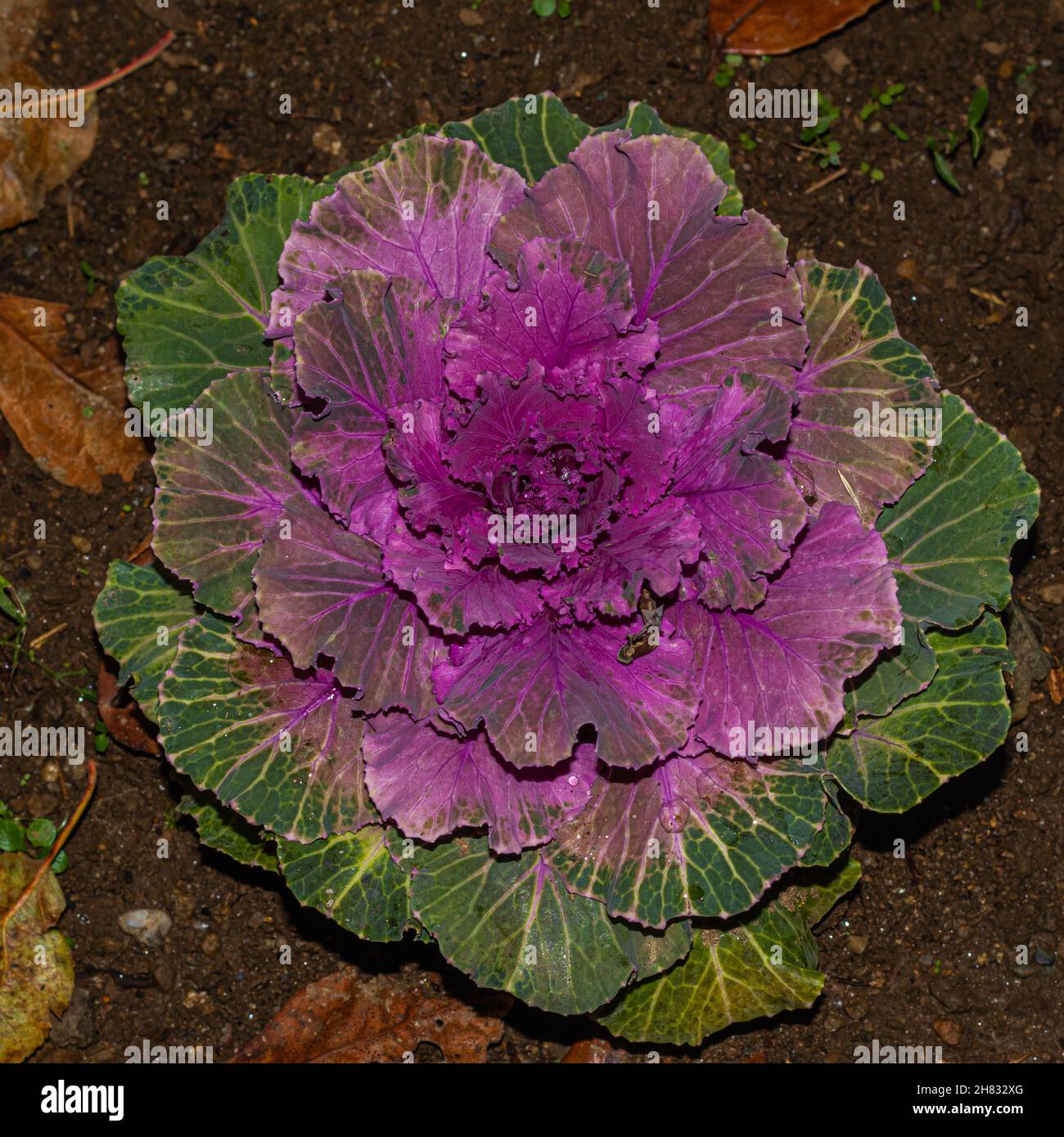 détail de chou-fleur ornemental coloré, dans le jardin Banque D'Images