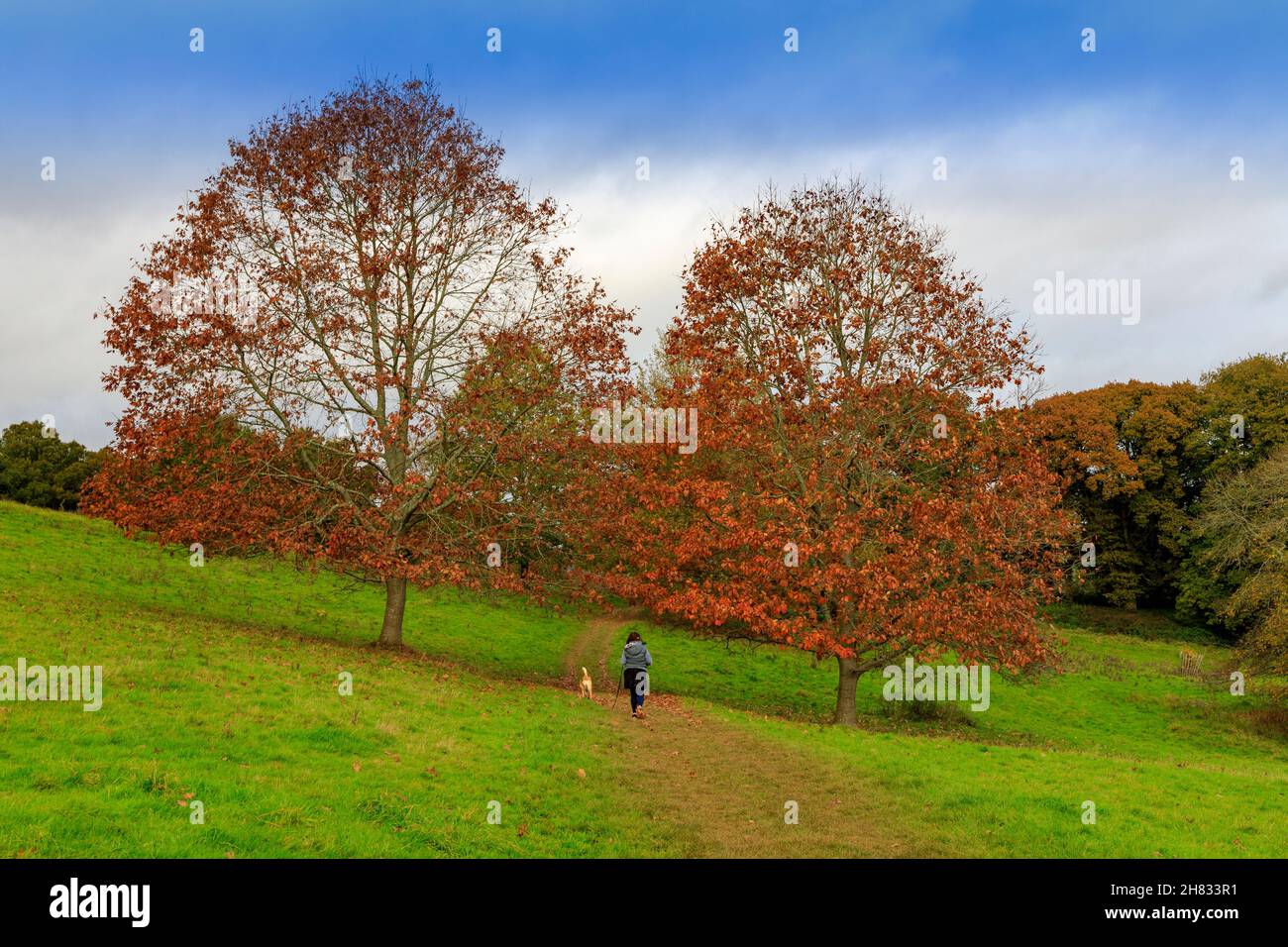 Promeneur de chiens sous des chênes montrant la couleur de l'automne dans le domaine de la maison de Killerton Estate, nr Exeter, Devon, Angleterre, Royaume-Uni Banque D'Images