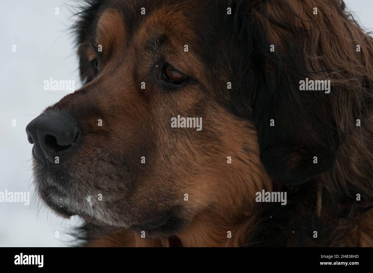 Gros plan du visage des chiens d'abri Banque D'Images
