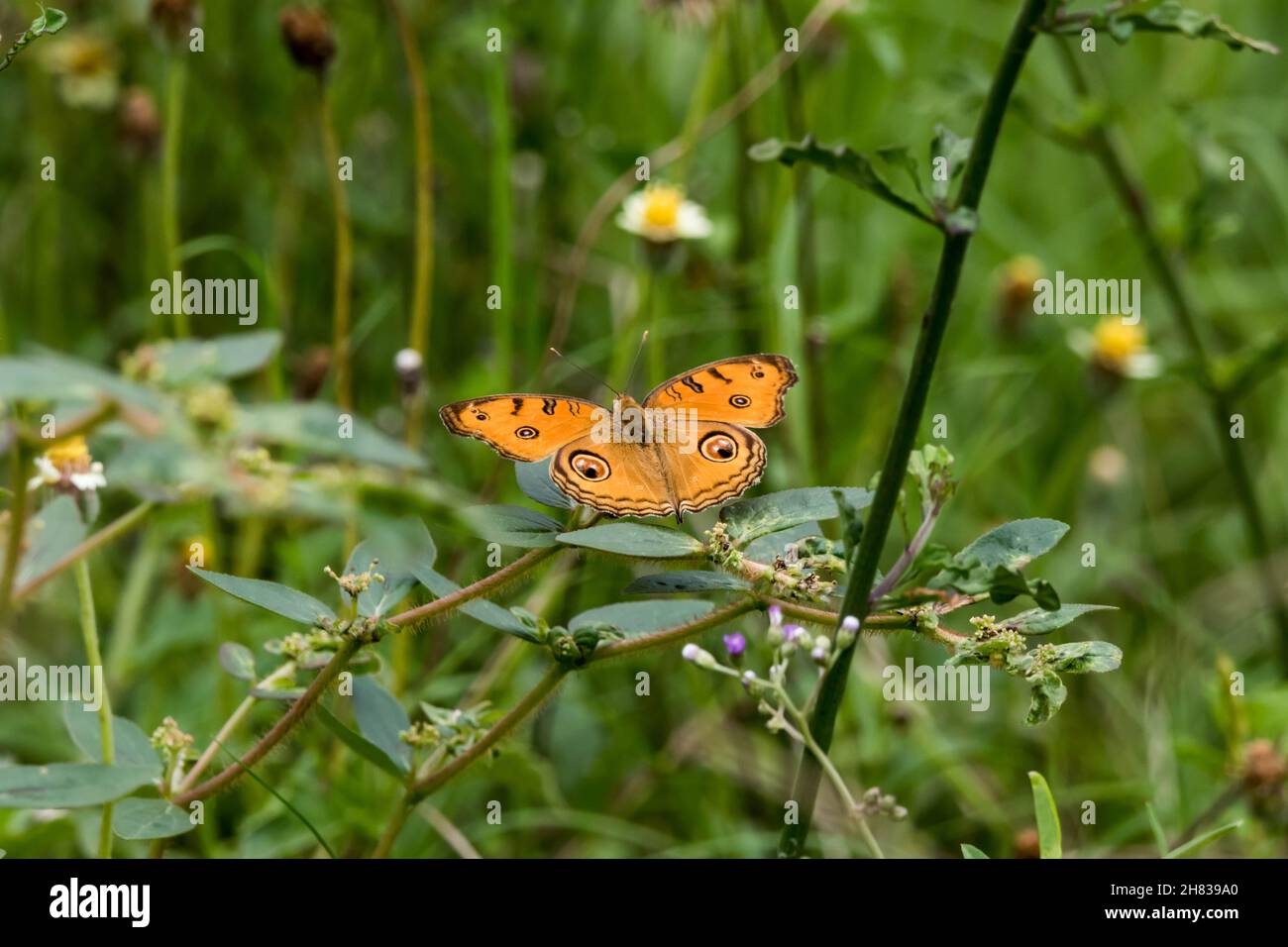 Vue d'un papillon orange avec des taches noires sur ses plumes. Banque D'Images