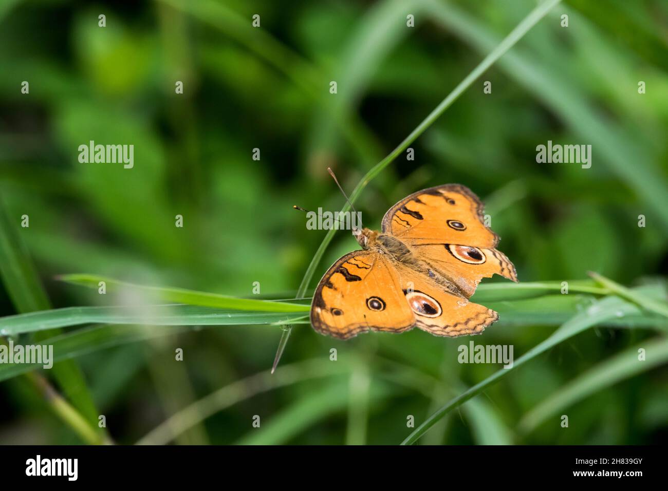 Vue d'un papillon orange avec des taches noires sur ses plumes. Banque D'Images