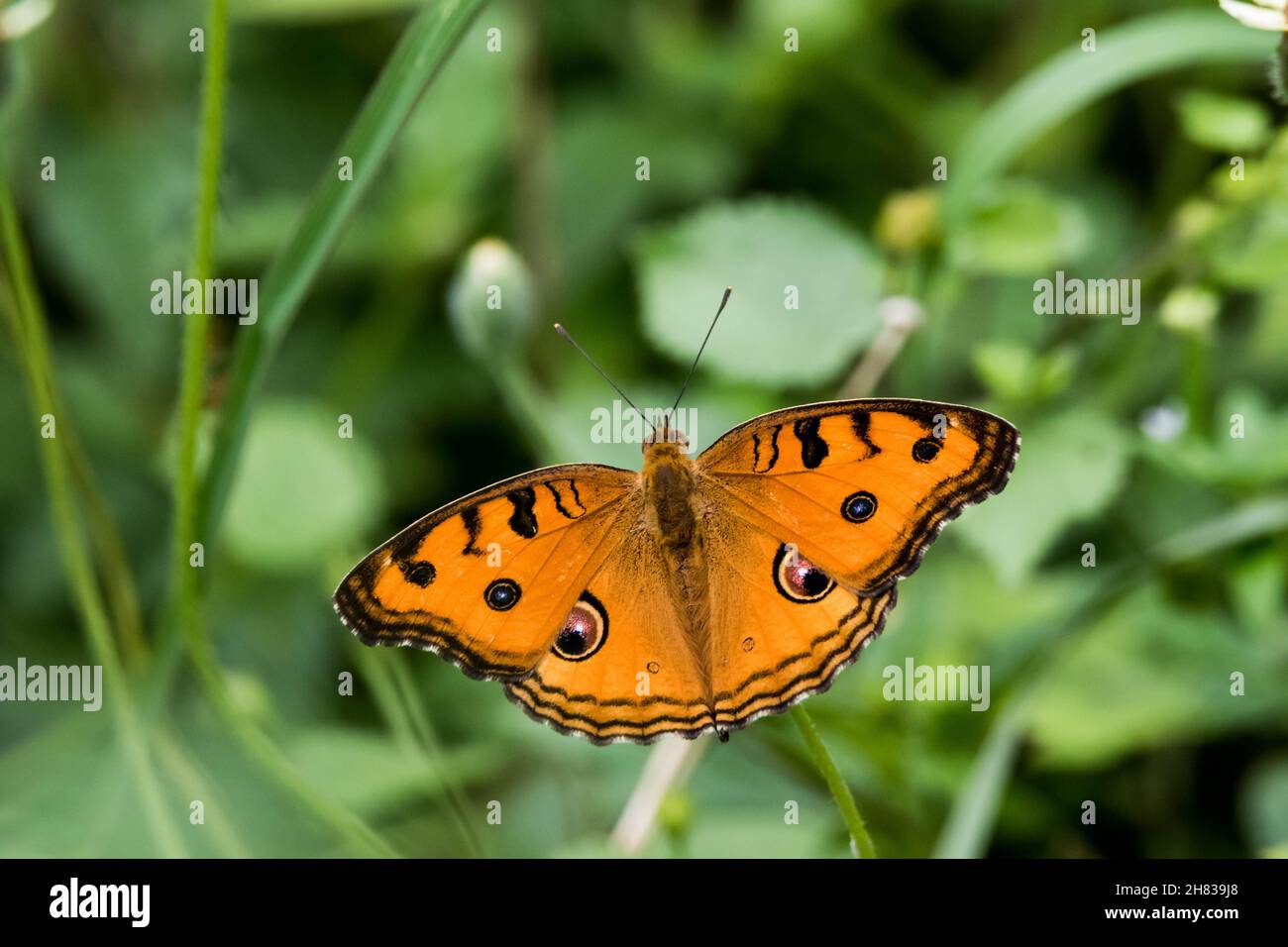 Vue d'un papillon orange avec des taches noires sur ses plumes. Banque D'Images
