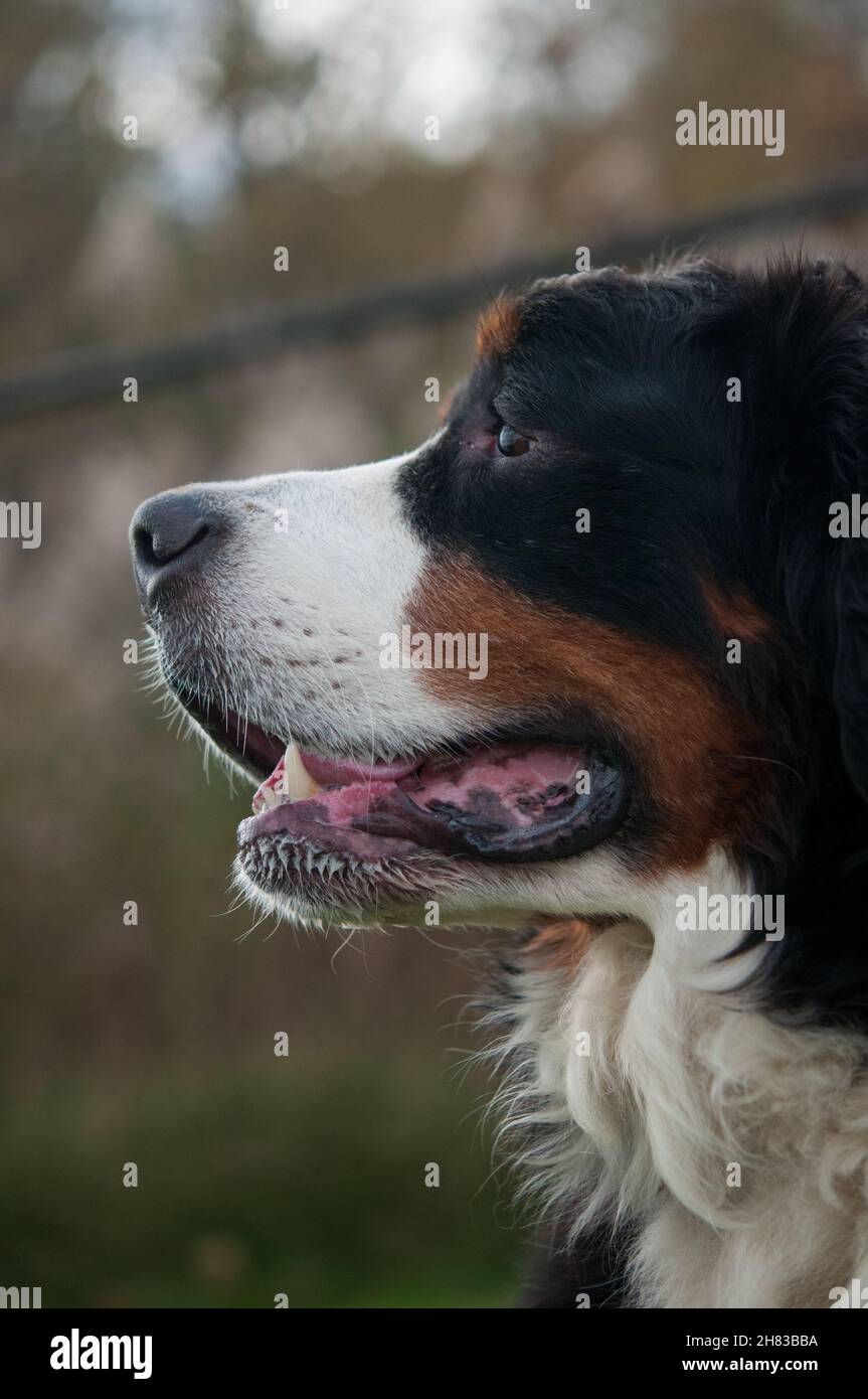 Portrait de Bernese Mountain Dog en profil Banque D'Images