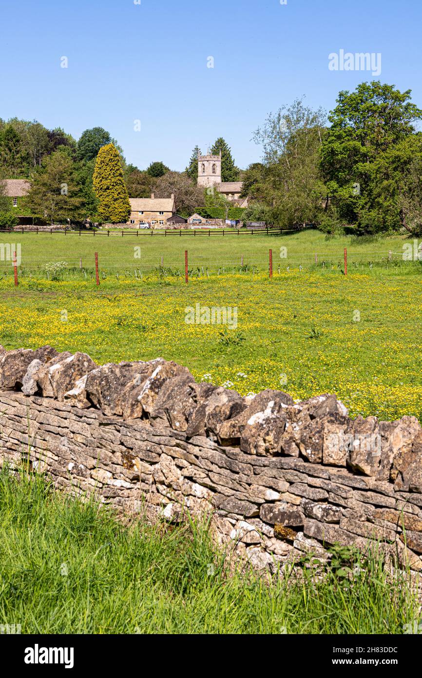 Les Buttercups fleurissent dans la vallée de la rivière Windrush, dans le village de Cotswold, à Naunton, Gloucestershire, Royaume-Uni Banque D'Images