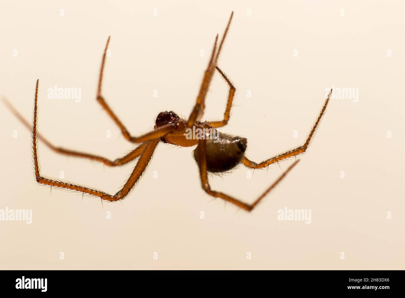 Image en gros plan d'une petite araignée. Banque D'Images