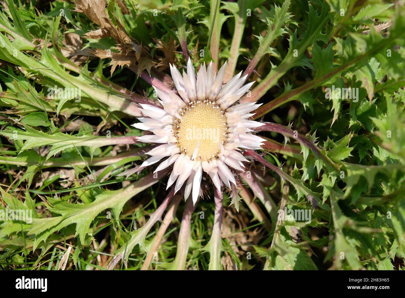 Carlina acaulis, chardon carline sans tige, chardon carline nain ou chardon argenté Banque D'Images