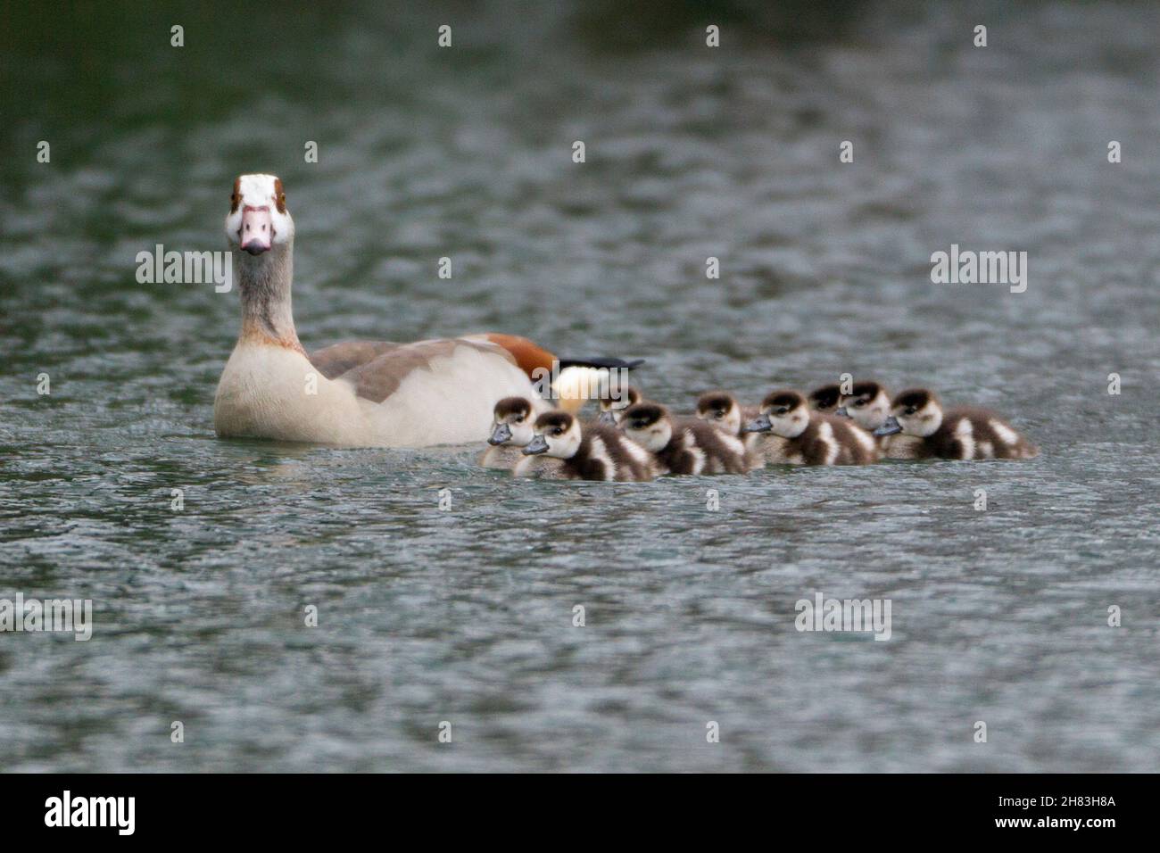 Egyptien Goose (Alopochen aegyptiaca), femelle nageant à travers le lac avec des oisons, Basse-Saxe, Allemagne Banque D'Images