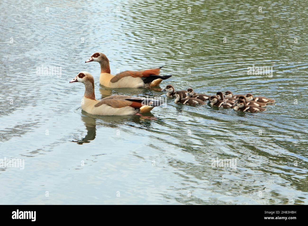 Egyptien Goose (Alopochen aegyptiaca), parents nageant à travers le lac avec des oisons, Basse-Saxe, Allemagne Banque D'Images