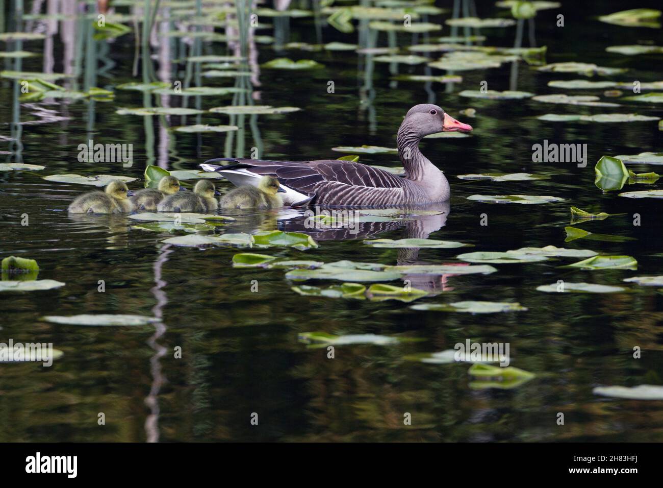 Graylag Goose, (Anser anser), oiseau parent sur le lac avec des oisons Basse-Saxe - Allemagne Banque D'Images