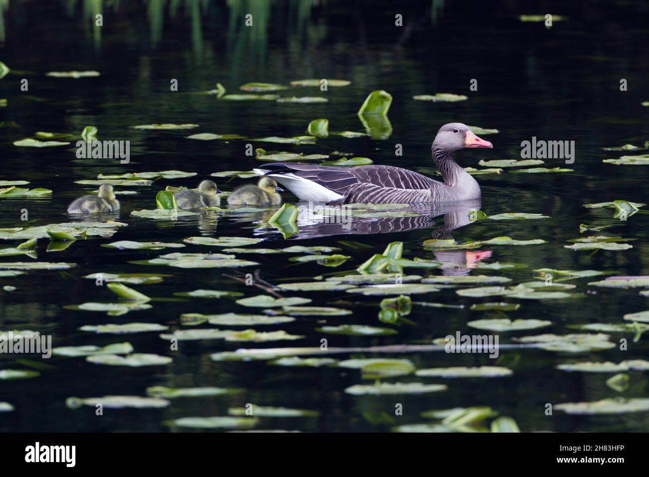 Graylag Goose, (Anser anser), oiseau parent sur le lac avec des oisons Basse-Saxe - Allemagne Banque D'Images