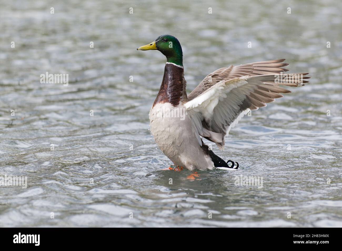 Mallard, (Anas platyrhynchos), drake, ailes de flopping sur le lac, Basse-Saxe, Allemagne Banque D'Images