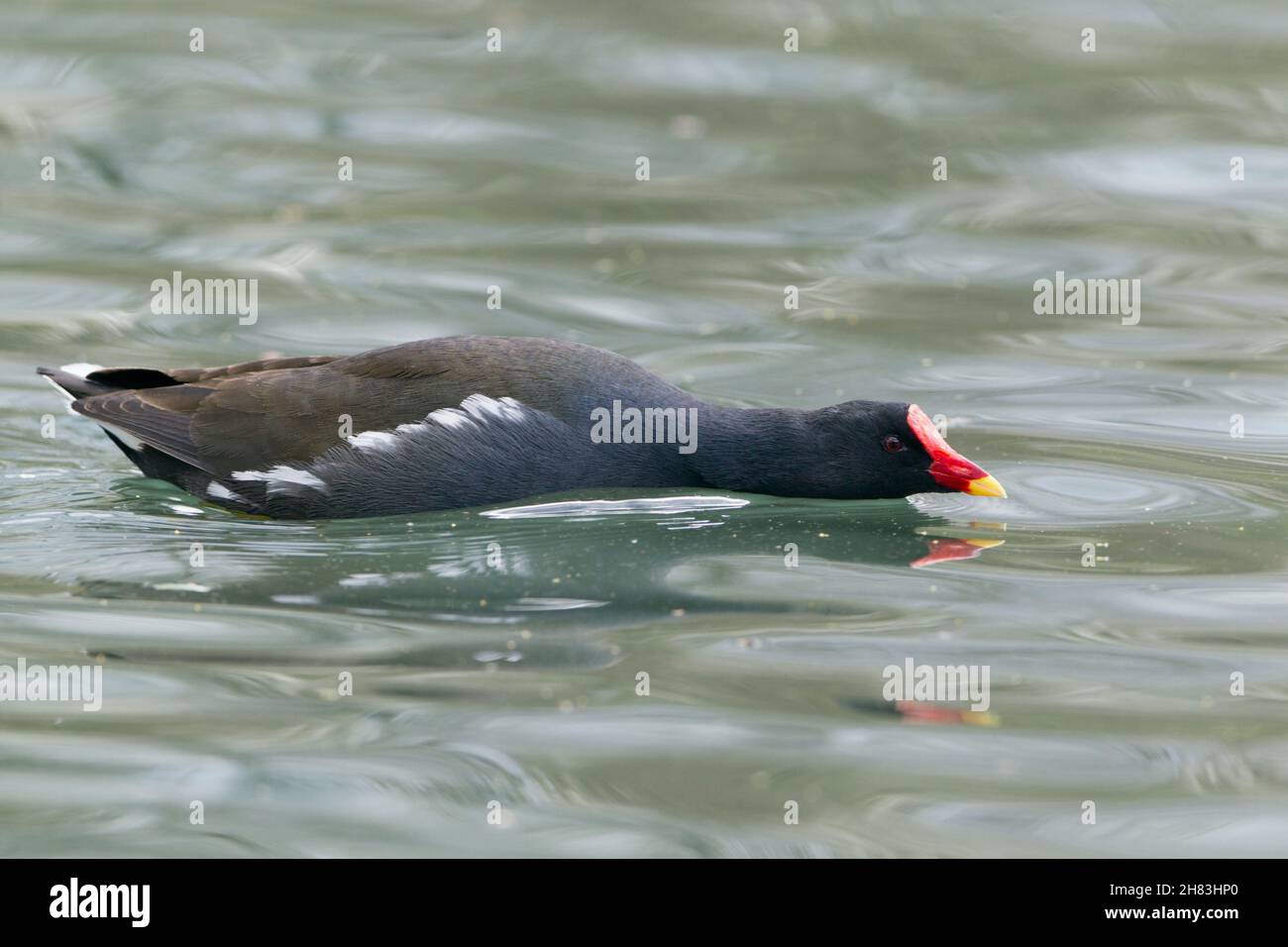 Moorhen, (Gallinula chloropus), homme, sur le lac, présentation en cour,Basse-Saxe - Allemagne Banque D'Images