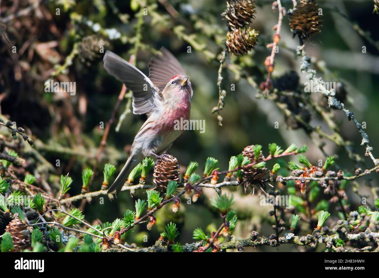 Commune Redpoll, (Carduelis flammea) sur le point de voler, sur la branche de Larch, Basse-Saxe - Allemagne Banque D'Images