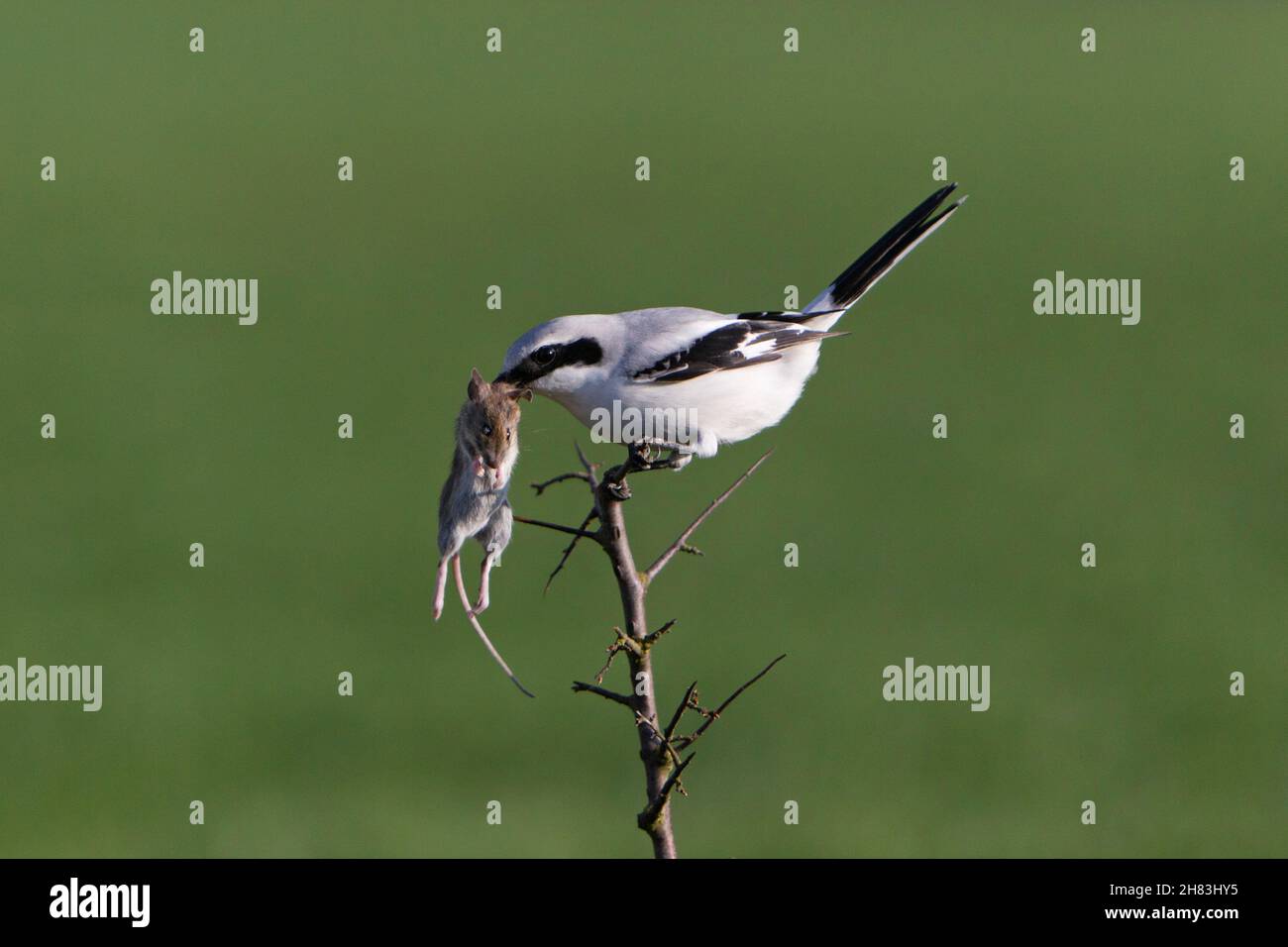 Grand Shrike gris, (Lanius excubitor), perché sur la branche avec la souris attrapée, Basse-Saxe, Allemagne Banque D'Images
