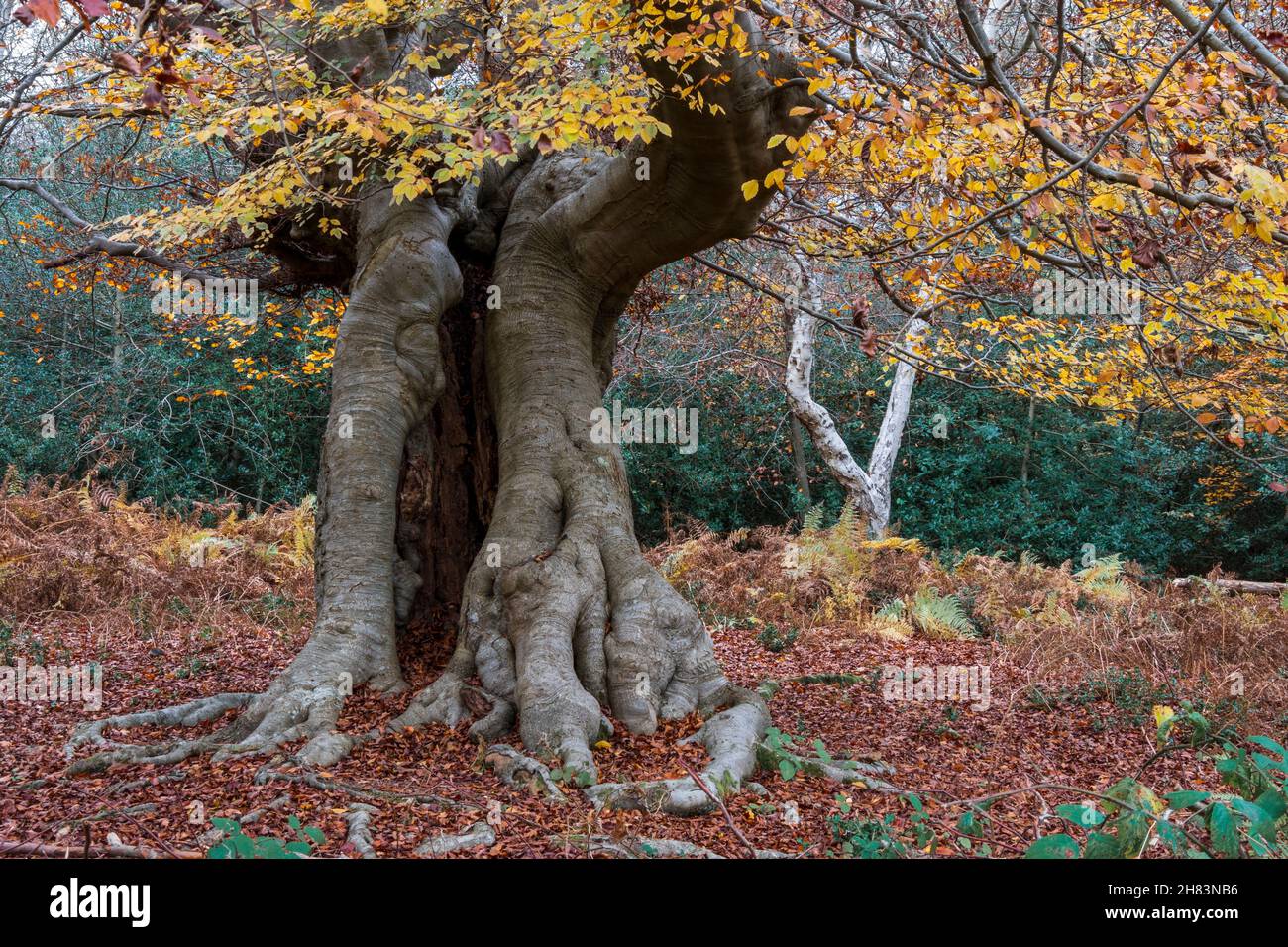 Un hêtre très ancien encore vivant et portant des feuilles d'automne qui soufflent dans le vent. Banque D'Images