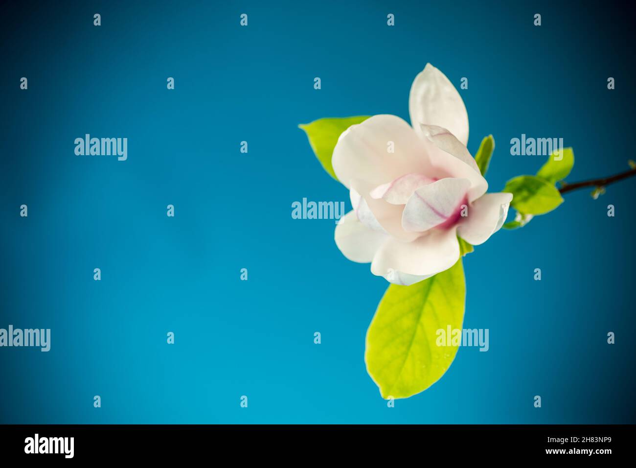 une fleur rose sur une branche de magnolia en fleurs près haut Banque D'Images