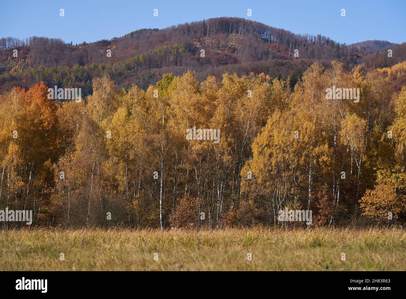 Vue panoramique sur la forêt à feuilles caduques en automne.Bouleau et tremble avec feuilles jaunes, montagne et ciel bleu sur le fond. Banque D'Images